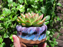 Load image into Gallery viewer, Echeveria spp. (rooted with pot) | 不知名 (已服盆)