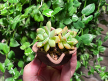 Load image into Gallery viewer, Sedeveria Markus (rooted with pot) | 马库斯 (已服盆)