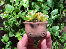 Load image into Gallery viewer, Sedeveria Markus (rooted with pot) | 马库斯 (已服盆)