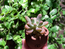 Load image into Gallery viewer, Sedum pachyphyllum (rooted with pot) | 乙女心 (已服盆)
