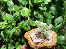 Load image into Gallery viewer, Mammillaria gracilis PFEIFF var.fragilis (rooted with pot) | 银手指 (已服盆)