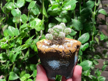 Load image into Gallery viewer, Mammillaria gracilis PFEIFF var.fragilis (rooted with pot) | 银手指 (已服盆)