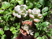 Load image into Gallery viewer, 【Pickup ONLY】xGraptoveria 'A Grim One' (rooted with pot) | 格林 (已服盆)