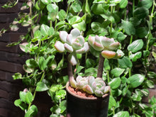 Load image into Gallery viewer, 【Pickup ONLY】xGraptoveria 'A Grim One' (rooted with pot) | 格林 (已服盆)