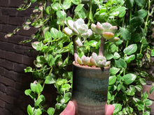 Load image into Gallery viewer, 【Pickup ONLY】xGraptoveria 'A Grim One' (rooted with pot) | 格林 (已服盆)