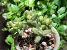 Load image into Gallery viewer, Delosperma echinatum variegated (rooted with pot) | 雷童锦 (已服盆)