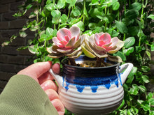 Load image into Gallery viewer, 【Pickup ONLY】Echeveria Rainbow (rooted with pot) | 彩虹 (已服盆)
