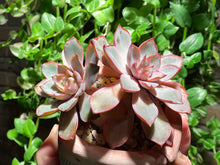 Load image into Gallery viewer, Echeveria hera (rooted with pot) | 赫拉 (已服盆)