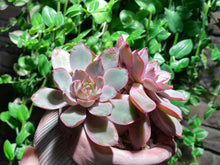 Load image into Gallery viewer, Echeveria hera (rooted with pot) | 赫拉 (已服盆)