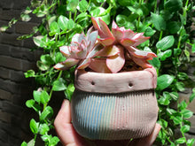 Load image into Gallery viewer, Echeveria hera (rooted with pot) | 赫拉 (已服盆)
