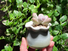 Load image into Gallery viewer, Pachyphytum spp. (rooted with pot) | 奶酪 (已服盆)