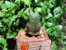 Load image into Gallery viewer, Crassula cv. Buddha'S Temple (rooted with pot) | 方塔 (已服盆)