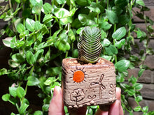 Load image into Gallery viewer, Crassula cv. Buddha'S Temple (rooted with pot) | 方塔 (已服盆)