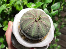Load image into Gallery viewer, Euphorbia obesa (rooted with pot) | 布纹球 (已服盆)