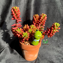 Load image into Gallery viewer, Animal Decoration | 动物插件