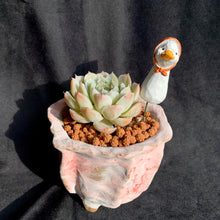 Load image into Gallery viewer, Animal Decoration | 动物插件