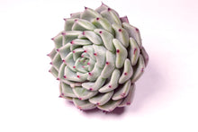 Load image into Gallery viewer, Echeveria Sarahime SP | 莎罗姬牡丹杂