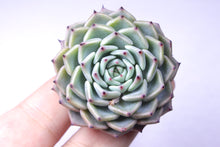 Load image into Gallery viewer, Echeveria Sarahime SP | 莎罗姬牡丹杂