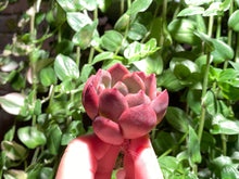 Load image into Gallery viewer, Echeveria spp. (Madonna) | 麦当娜