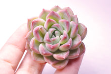 Load image into Gallery viewer, Panda | 熊猫