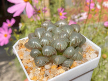 Load image into Gallery viewer, Haworthia Obtusa 'OB1' (rooted with pot) | OB1