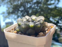 Load image into Gallery viewer, copy-of-haworthia-cooperi