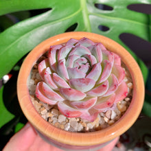 Load image into Gallery viewer, Echeveria ‘Suryeon’ | 莎莎女王