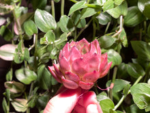 Load image into Gallery viewer, Echeveria spp. (Xiangfei) | 香妃