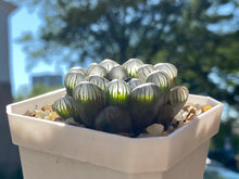 Load image into Gallery viewer, copy-of-haworthia-cooperi