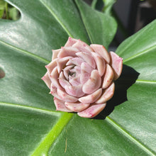 Load image into Gallery viewer, Colina