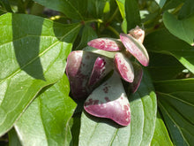 Load image into Gallery viewer, Adromischus Triflorus 'Calico Hearts' flower