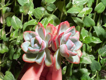 Load image into Gallery viewer, Echeveria Amabile | 泡芙群
