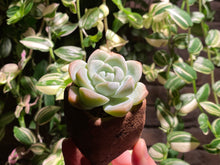 Load image into Gallery viewer, echeveria-ice-green-rooted-with-pot2