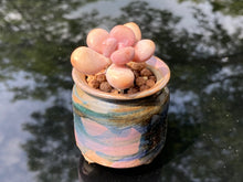 Load image into Gallery viewer, graptopetalum-amethystinum3