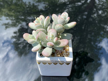 Load image into Gallery viewer, Cotyledon orbiculata (rooted with pot) | 乒乓福娘 (已服盆)
