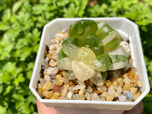 Load image into Gallery viewer, Variegated Haworthia (rooted with pot) | 苏州玉露锦 (已服盆)