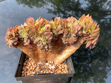 Load image into Gallery viewer, aeonium-halloween-crested