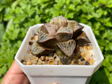 Load image into Gallery viewer, rooted with pot images