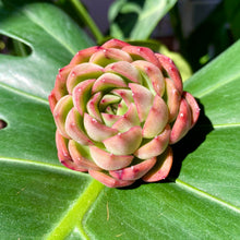 Load image into Gallery viewer, Echeveria Ice Age | 冰河世纪