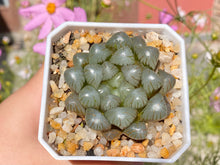 Load image into Gallery viewer, copy-of-haworthia-cooperi