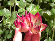 Load image into Gallery viewer, Echeveria Agavoides Red Sandalwood | 红檀