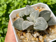 Load image into Gallery viewer, Haworthia 'Silver Railway