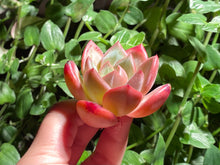 Load image into Gallery viewer, Echeveria Champagne | 香槟