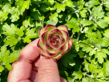 Load image into Gallery viewer, Echeveria Moon Stone flower