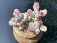 Load image into Gallery viewer, Cotyledon orbiculata (rooted with pot) | 乒乓福娘 (已服盆)