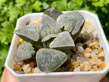 Load image into Gallery viewer, Haworthia 'Silver Railway' (rooted with pot) | 铁道白银 (已服盆)
