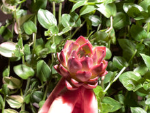 Load image into Gallery viewer, Echeveria spp. (Xiangfei) | 香妃