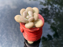 Load image into Gallery viewer, pachyphytum-oviferum-tsukibijin