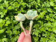 Load image into Gallery viewer, Echeveria Lovely