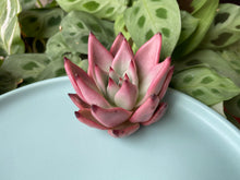 Load image into Gallery viewer, Echeveria agavoides Romeo best flower